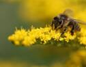 En ville, la surpopulation d’abeilles menace… les abeilles