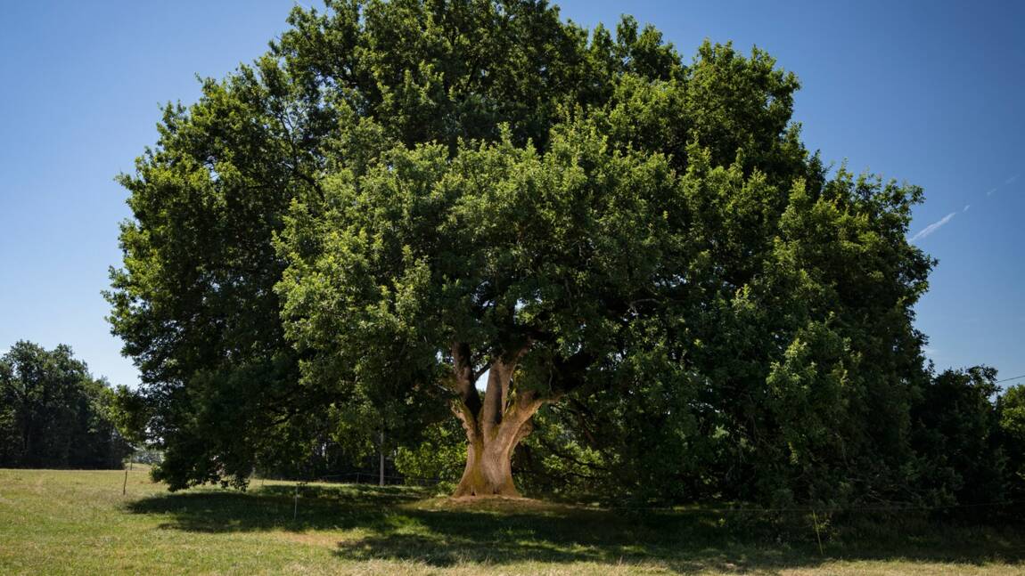 Arbre de l'année 2019 : le palmarès des plus beaux arbres du patrimoine français dévoilé