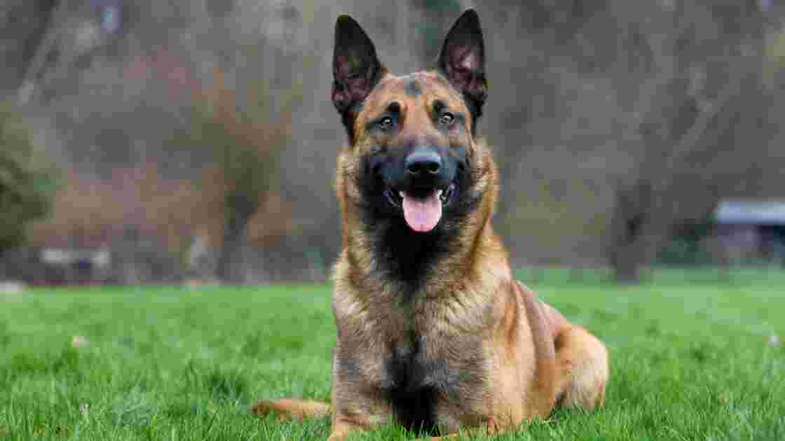 Des chiens renifleurs découvrent des sépultures vieilles de 3000 ans en Croatie