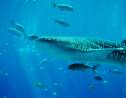 Au Japon, une nouvelle espèce de crustacés découverte dans la gueule d'un requin-baleine