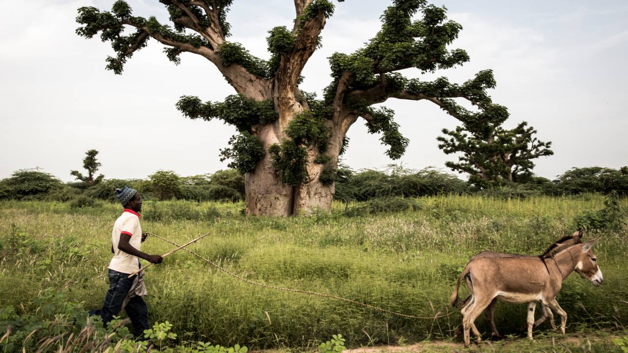 Au Sénégal, les baobabs ploient sous la pression des cimentiers 