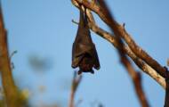 6 things to know about bats