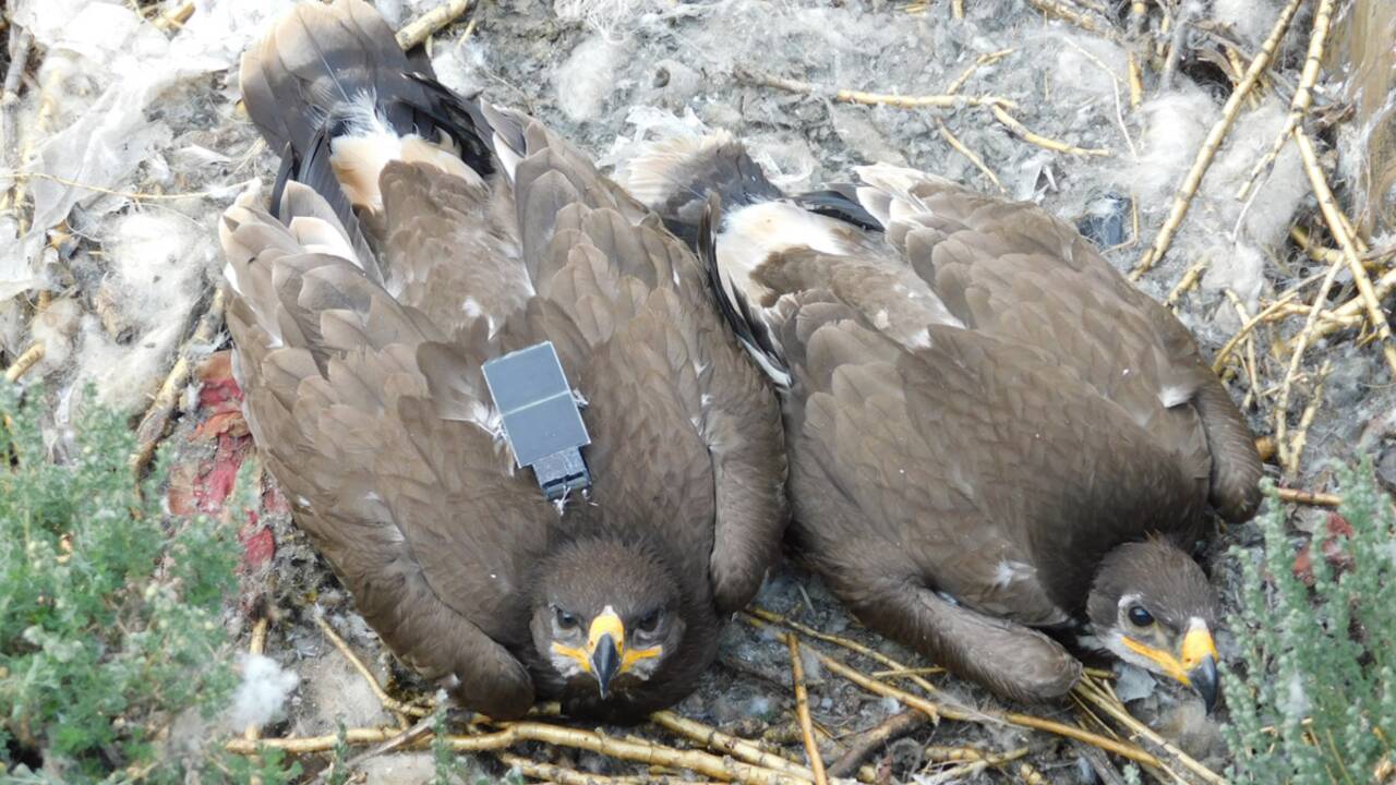 En Russie, des aigles des steppes ont ruiné des scientifiques en envoyant... des SMS
