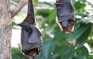 Portugal: Bats protect the collections of two libraries