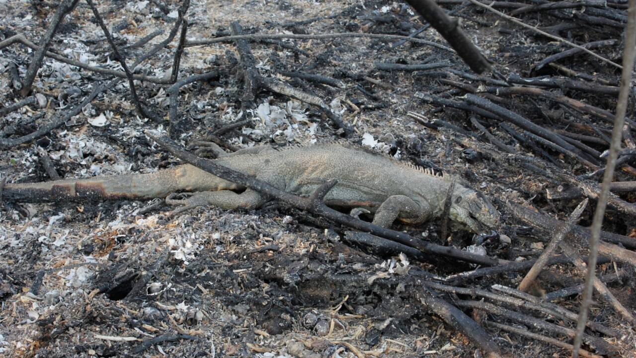 Brésil: des incendies "d'une intensité jamais vue" au Pantanal