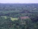 Côte d'Ivoire: une "armée verte" contre la déforestation