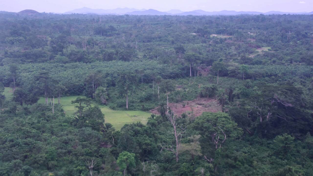 Côte d'Ivoire : un inventaire des forêts pour un plan de reboisement