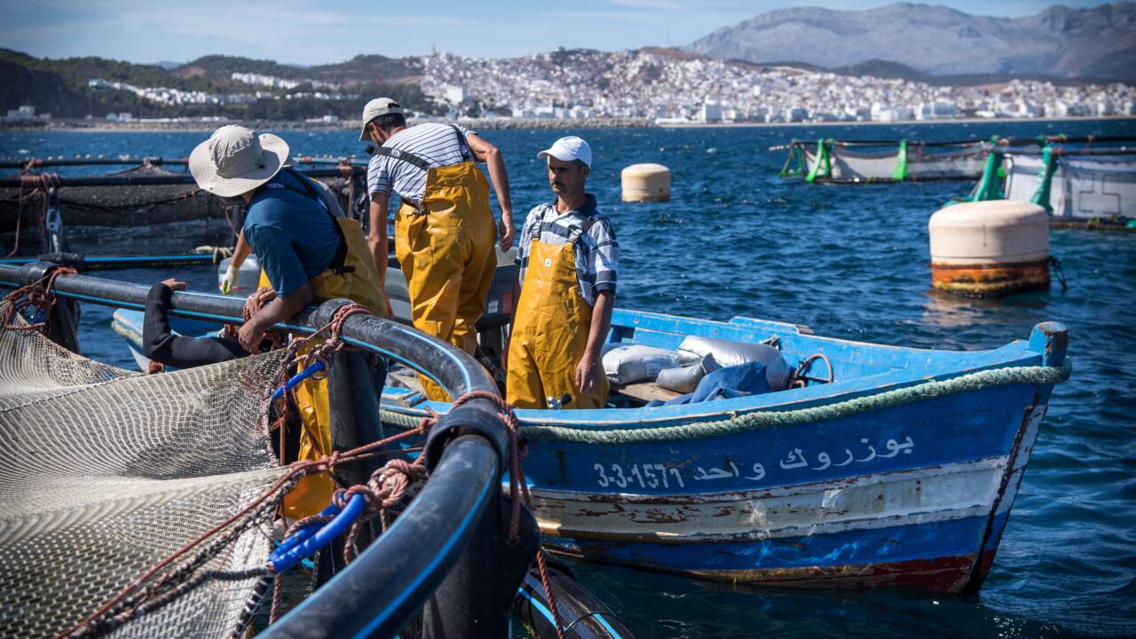 L'aquaculture, seul horizon des petits pêcheurs marocains en Mediterranée