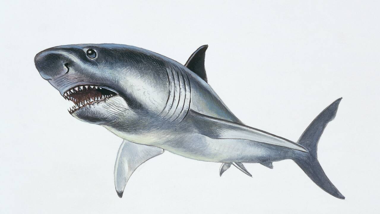 Au Mexique, des plongeurs découvrent treize dents de requins de plusieurs millions d’années