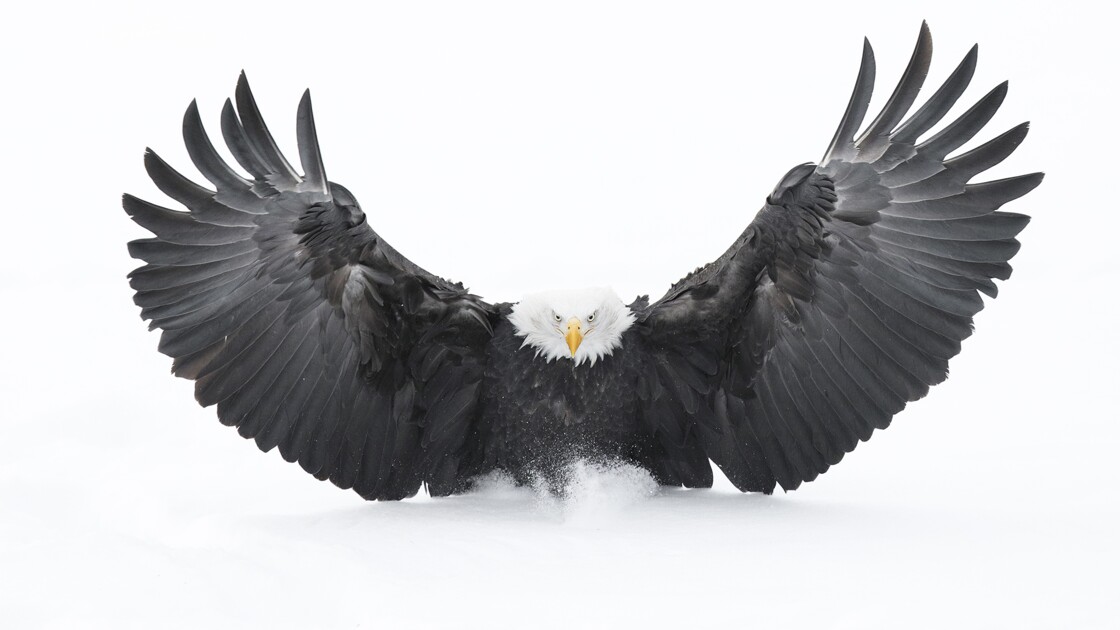 Jeremie Villet Le Photographe Qui Parcourt Le Monde Blanc A La Rencontre De La Faune Sauvage Geo Fr