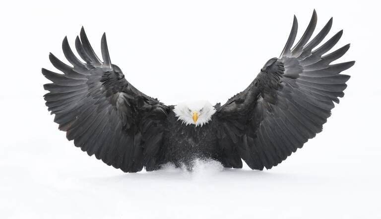 Jérémie Villet Le Photographe Qui Parcourt Le Monde Blanc à La Rencontre De La Faune Sauvage Geo Fr