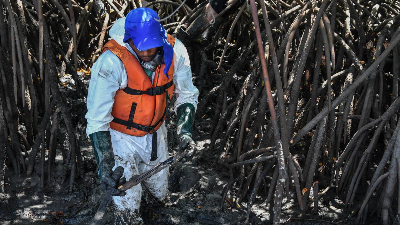 Au Brésil, le drame des pêcheurs englués dans la marée noire