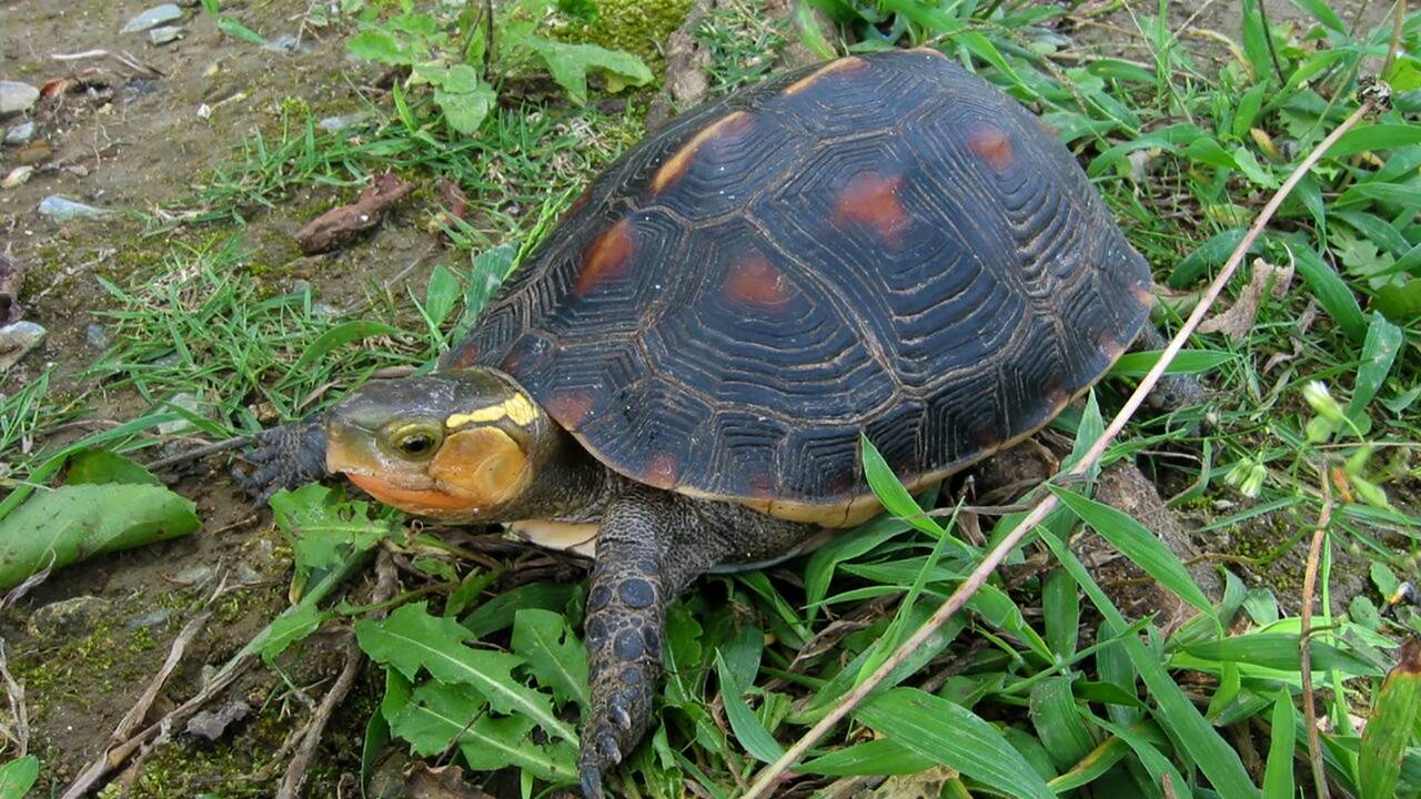 Japon: des dizaines de tortues en danger disparaissent d'un zoo