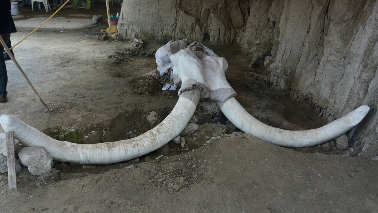 Des centaines de restes de mammouths découverts sur un ancien site de chasse au Mexique