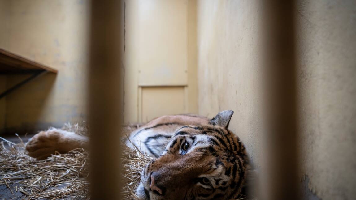 Pologne: élan de solidarité autour de neuf tigres ayant échappé à la mort