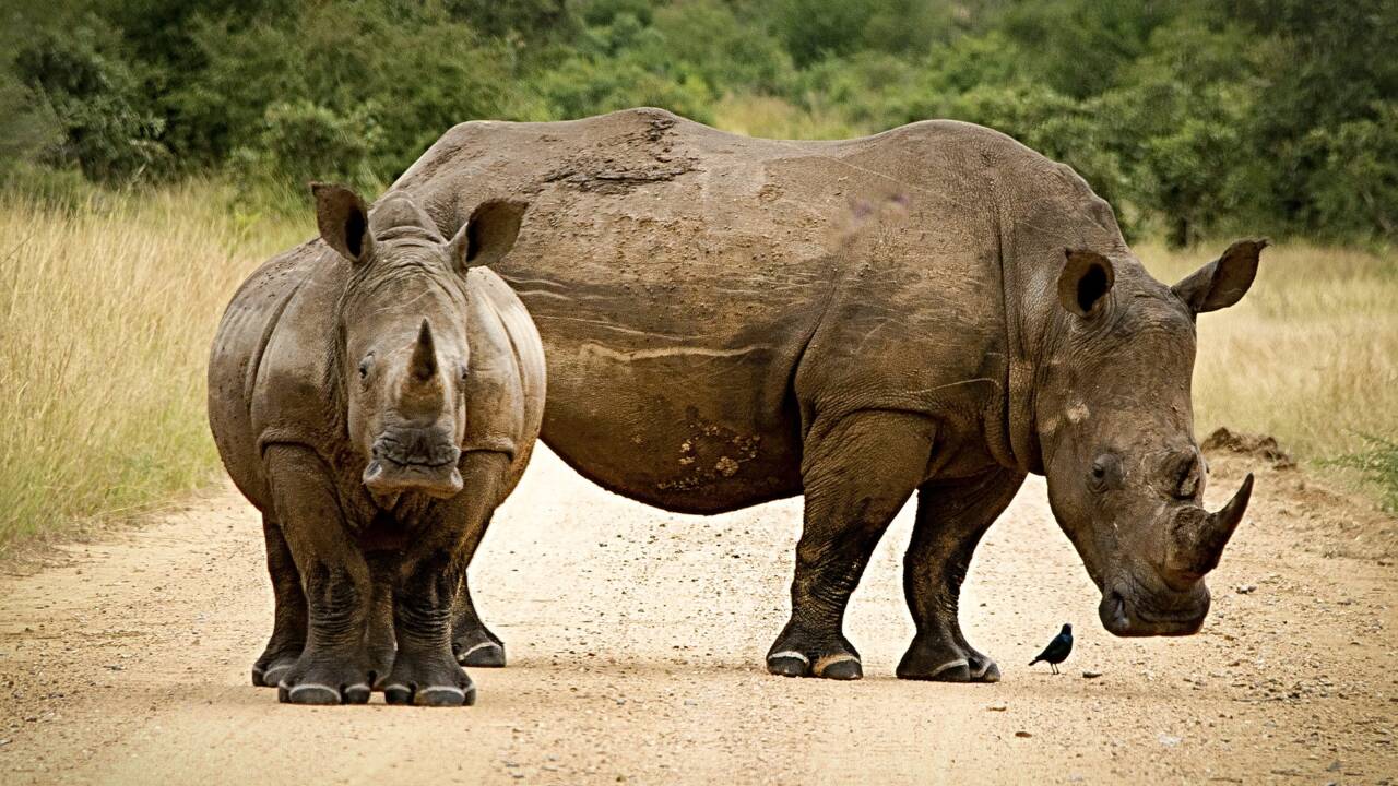 Des scientifiques ont créé une fausse corne de rhinocéros pour protéger l'espèce du braconnage