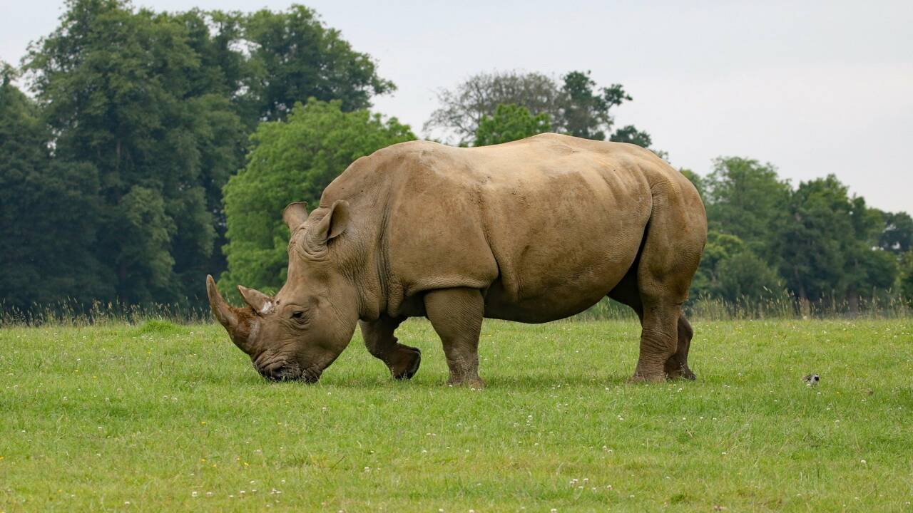 Parc zoologique : comment les soigneurs travaillent auprès des rhinocéros