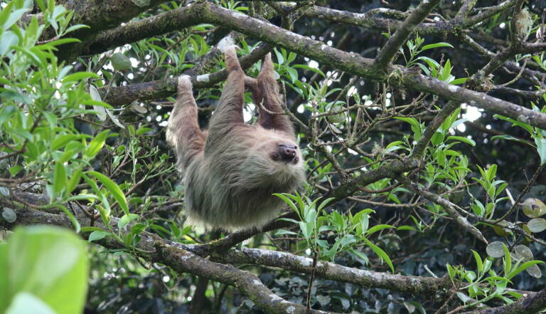 Les 6 Infos Insolites A Savoir Sur Le Paresseux Geo Fr
