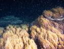 La période de reproduction de la grande barrière de corail a commencé