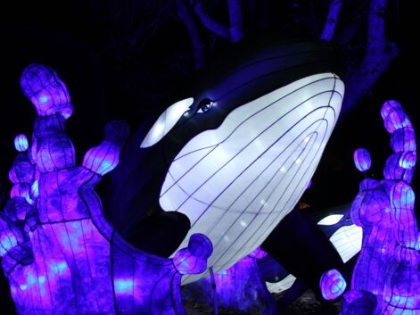 Une plongée lumineuse consacrée à l'océan au Jardin des Plantes de Paris