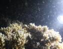En Australie, la Grande barrière de corail a démarré sa période de reproduction