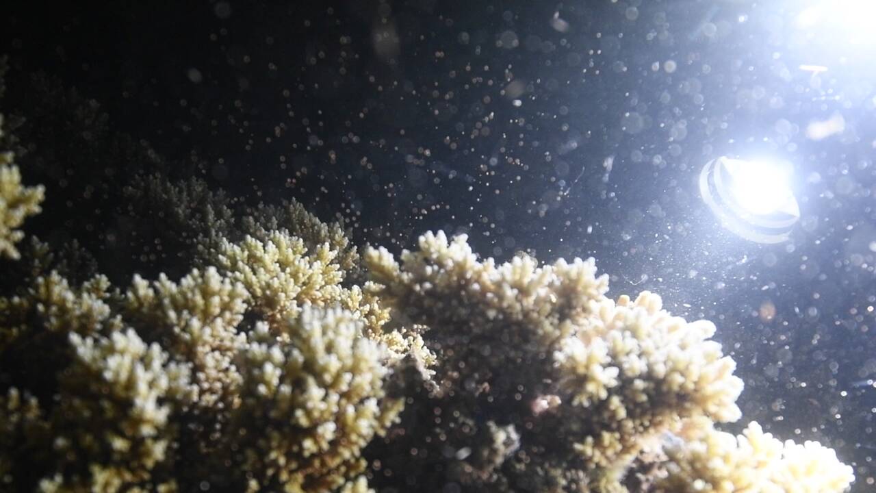 En Australie, la Grande barrière de corail a démarré sa période de reproduction