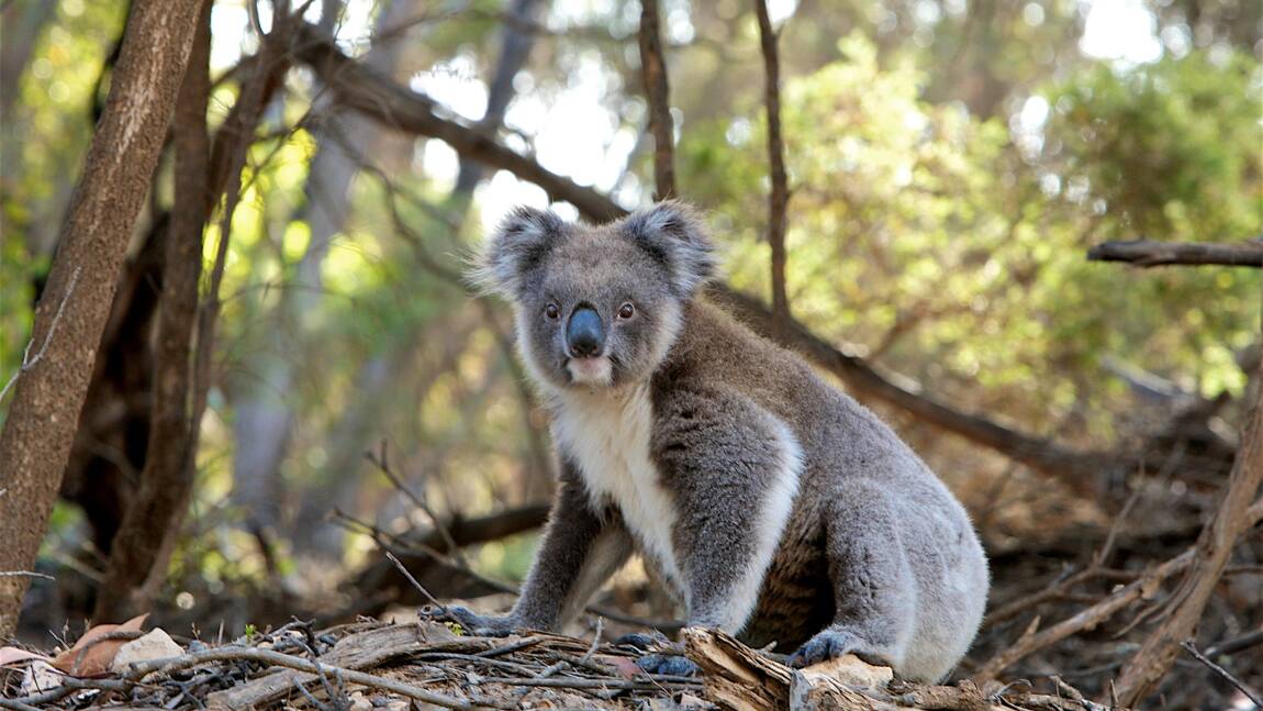 Australie : des chiens renifleurs dressés pour sauver les koalas des incendies