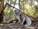 Australie : des scientifiques vont tester la "reconnaissance faciale" pour observer les koalas 
