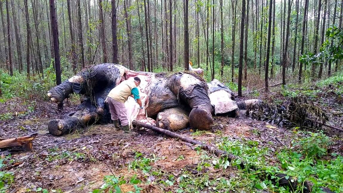 Indonésie: un éléphant de Sumatra retrouvé décapité
