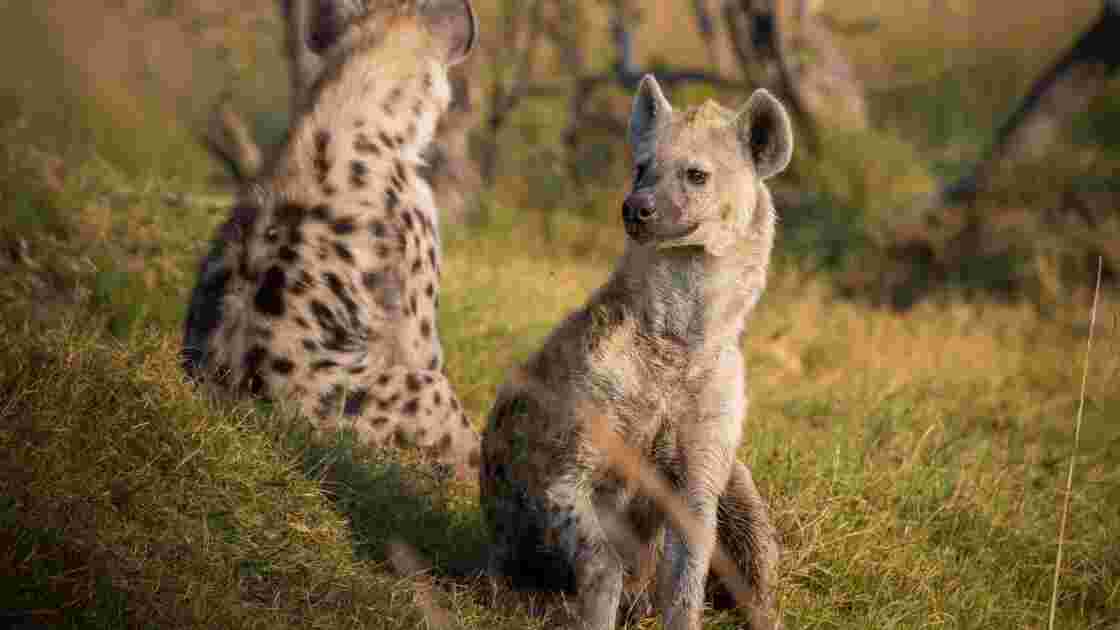 La hyène, les secrets d'un animal mal-aimé