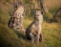 La hyène, les secrets d'un animal mal-aimé