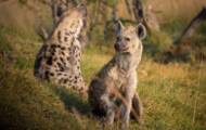Hyena, the secret of an unpleasant creature