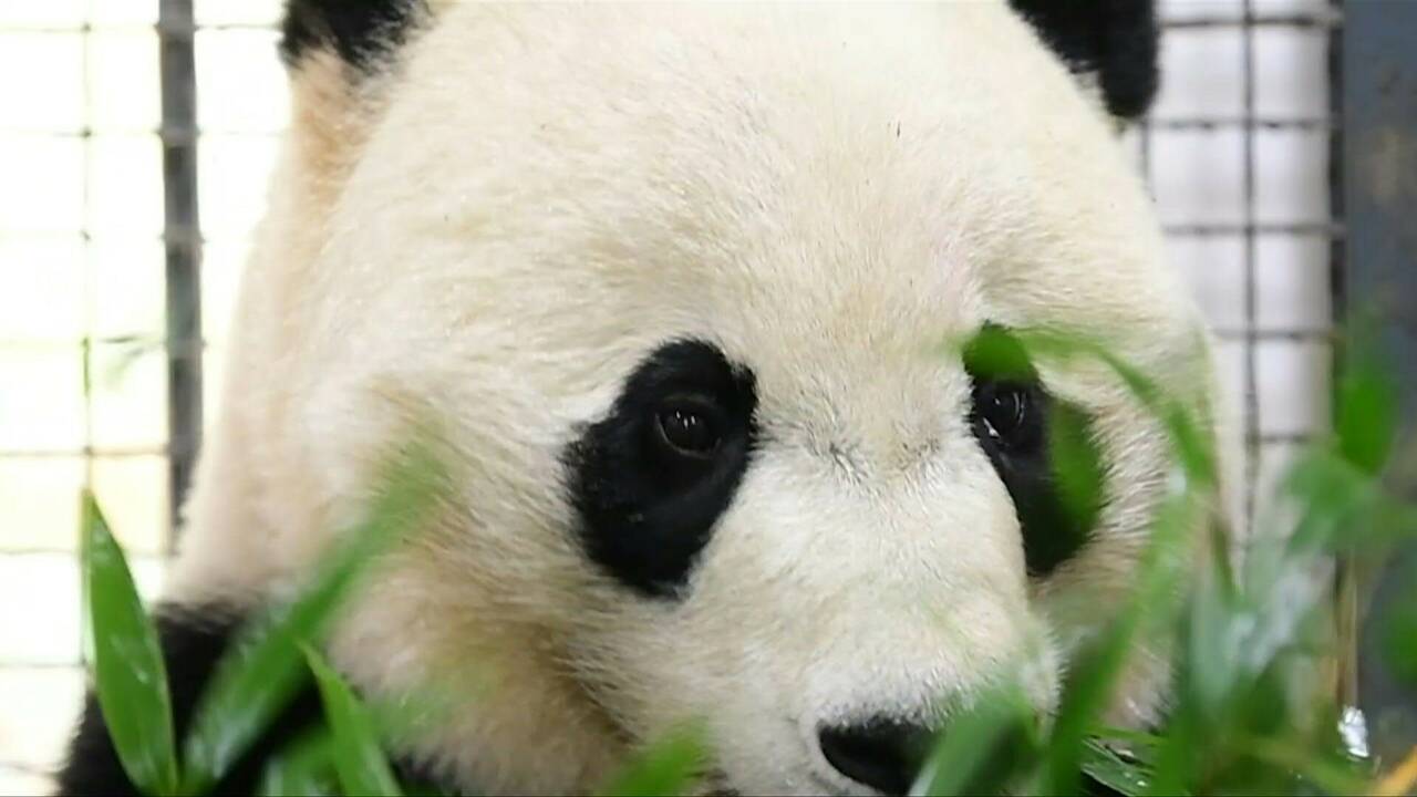 Chine : le panda géant Bei Bei est de retour sur la terre de ses ancêtres