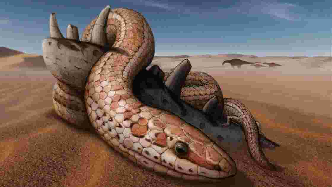 Le fossile d'un serpent vieux de 95 millions d'années éclaire l'évolution des reptiles