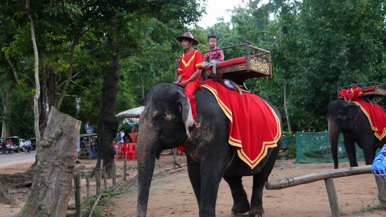 Les balades à dos d'éléphant interdites au Cambodge