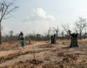 Au Zimbabwe, les arbres énièmes victimes de la crise économique