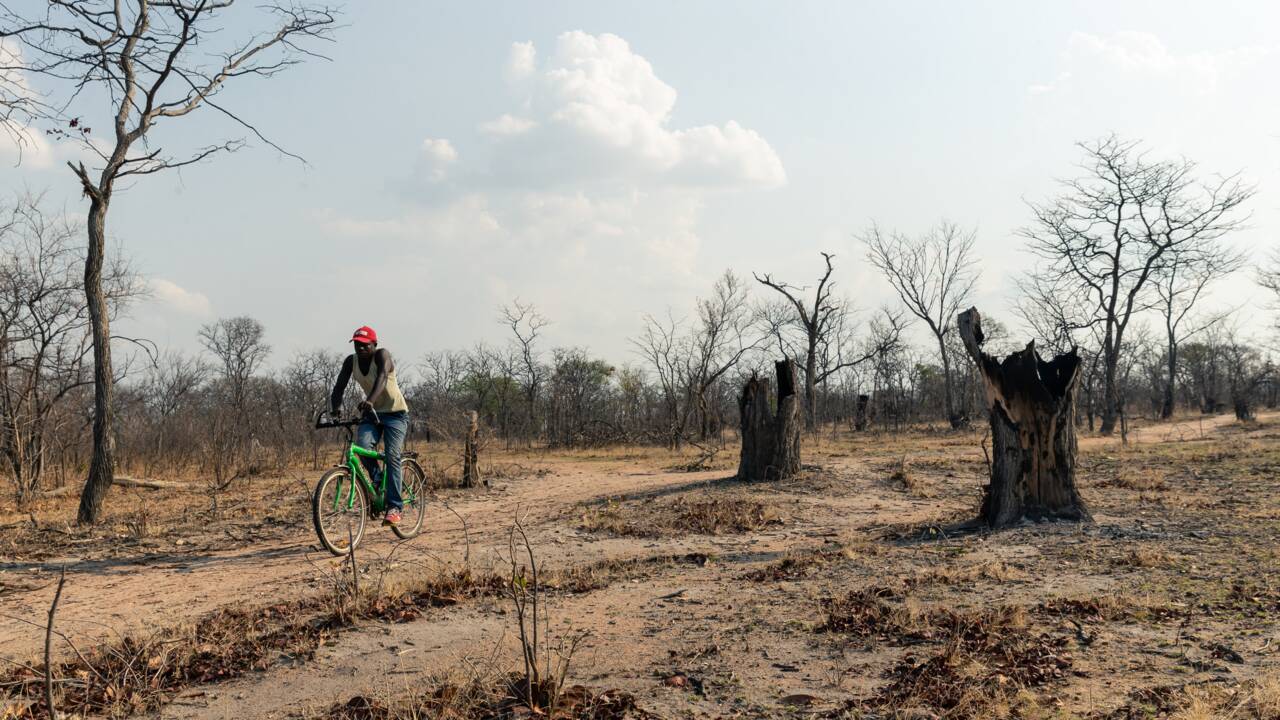 Au Zimbabwe, les arbres énièmes victimes de la crise économique