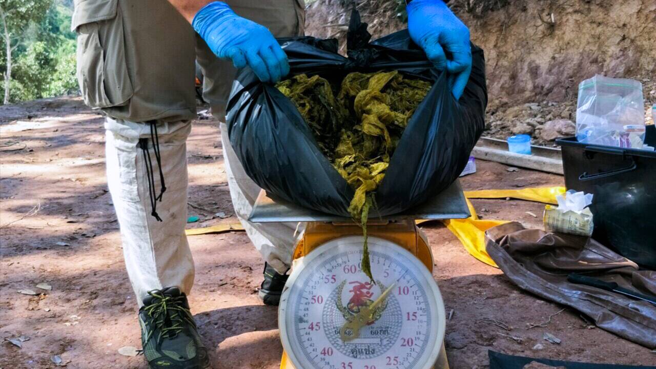 En Thaïlande, un cerf sauvage découvert mort avec l'estomac rempli de plastique