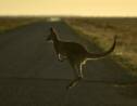 En Australie, un tueur en série de kangourous évite la prison