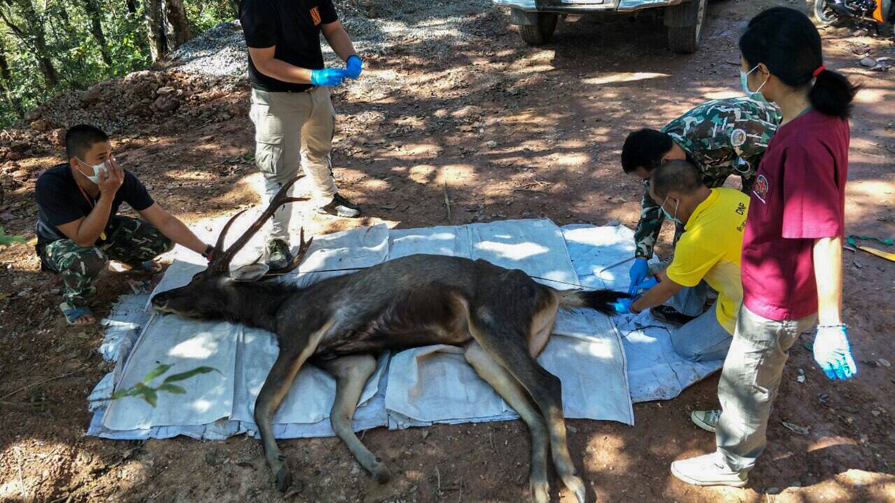En Thaïlande, un cerf sauvage découvert mort avec l'estomac rempli de plastique