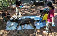 In Thailand, wild deer found dead with a stomach full of plastic