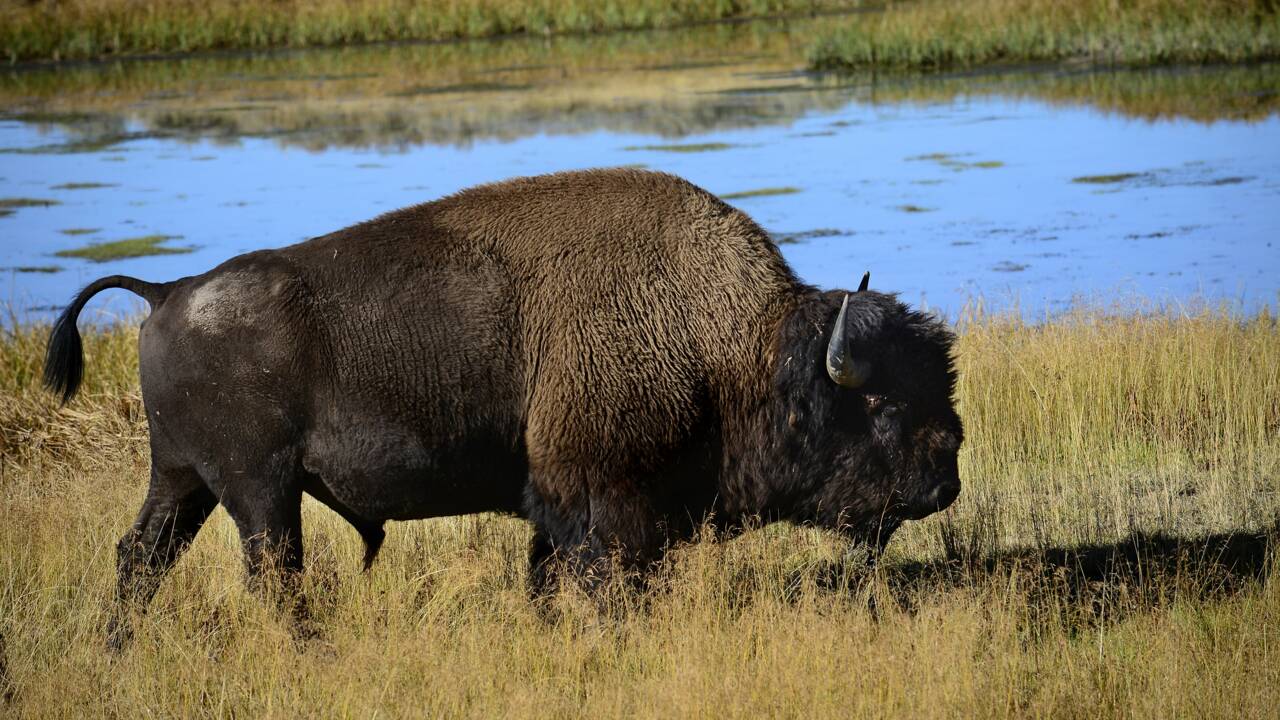 A Yellowstone, les bisons manipulent le printemps pour mieux se nourrir