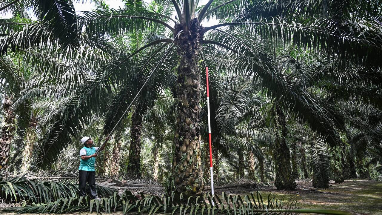 Risque d'amendes pour les groupes n'achetant pas assez d'huile de palme "durable"