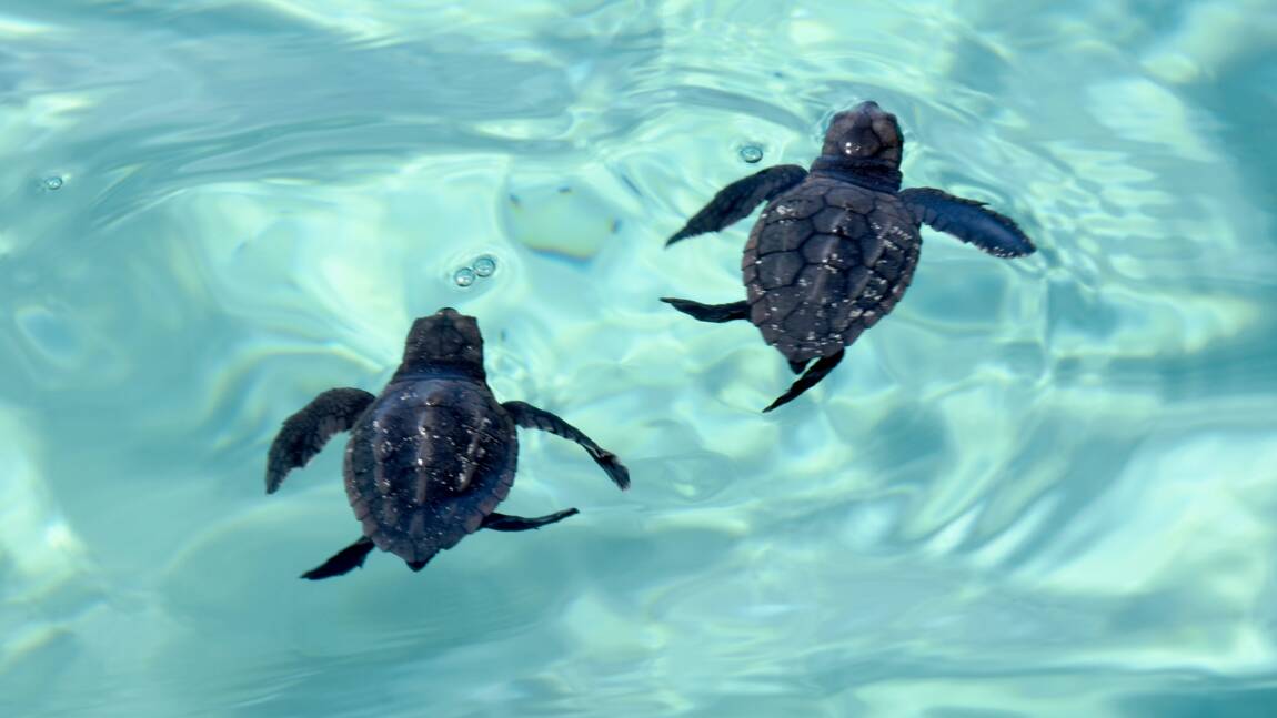 Sur Une Ile Tunisienne Une Initiative Inedite Pour Aider A Proteger Les Tortues Geo Fr