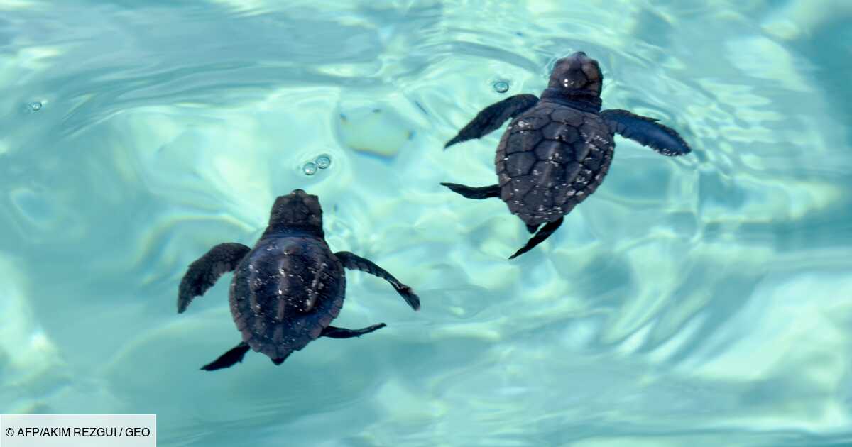 Sur Une Ile Tunisienne Une Initiative Inedite Pour Aider A Proteger Les Tortues Geo Fr