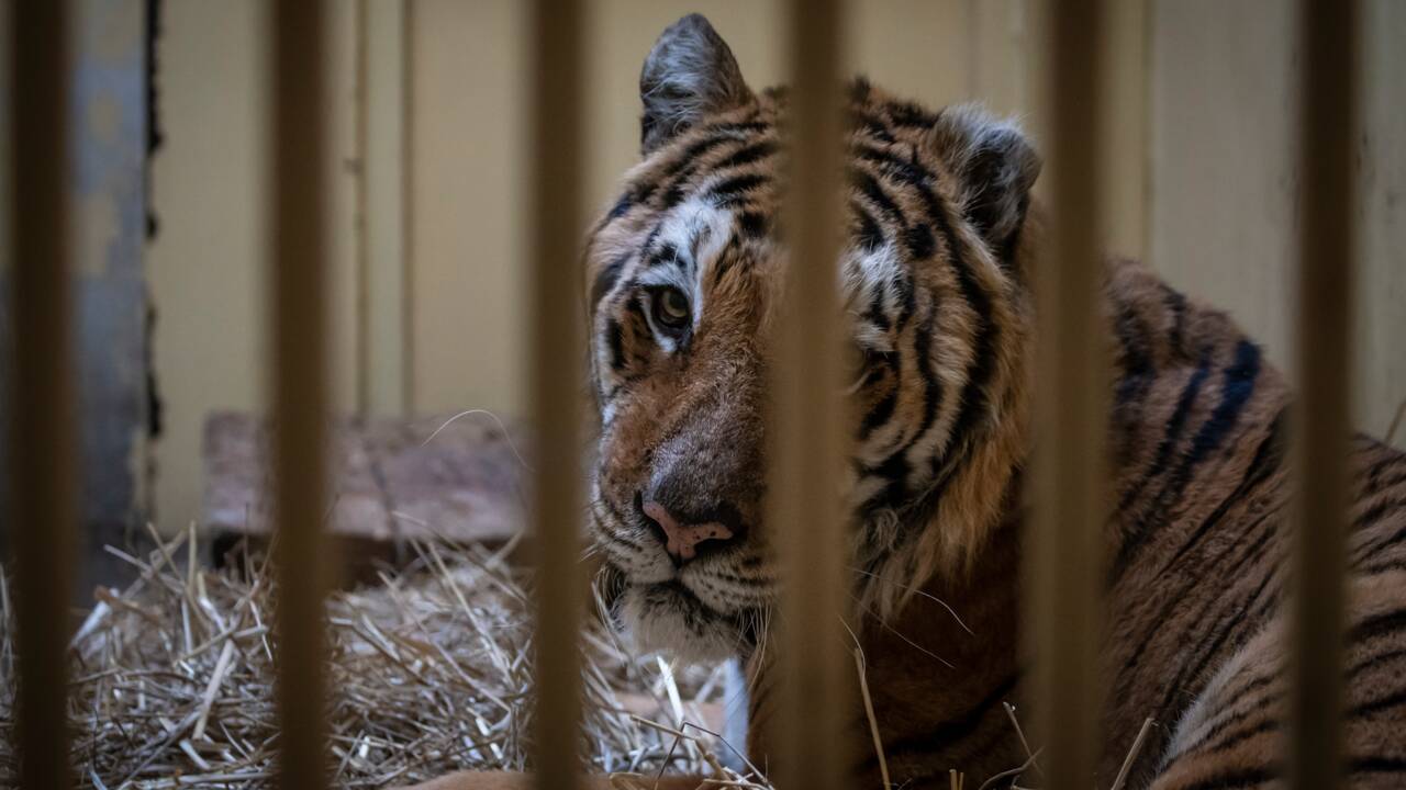 Pologne : cinq tigres rescapés seront accueillis dans un refuge en Espagne
