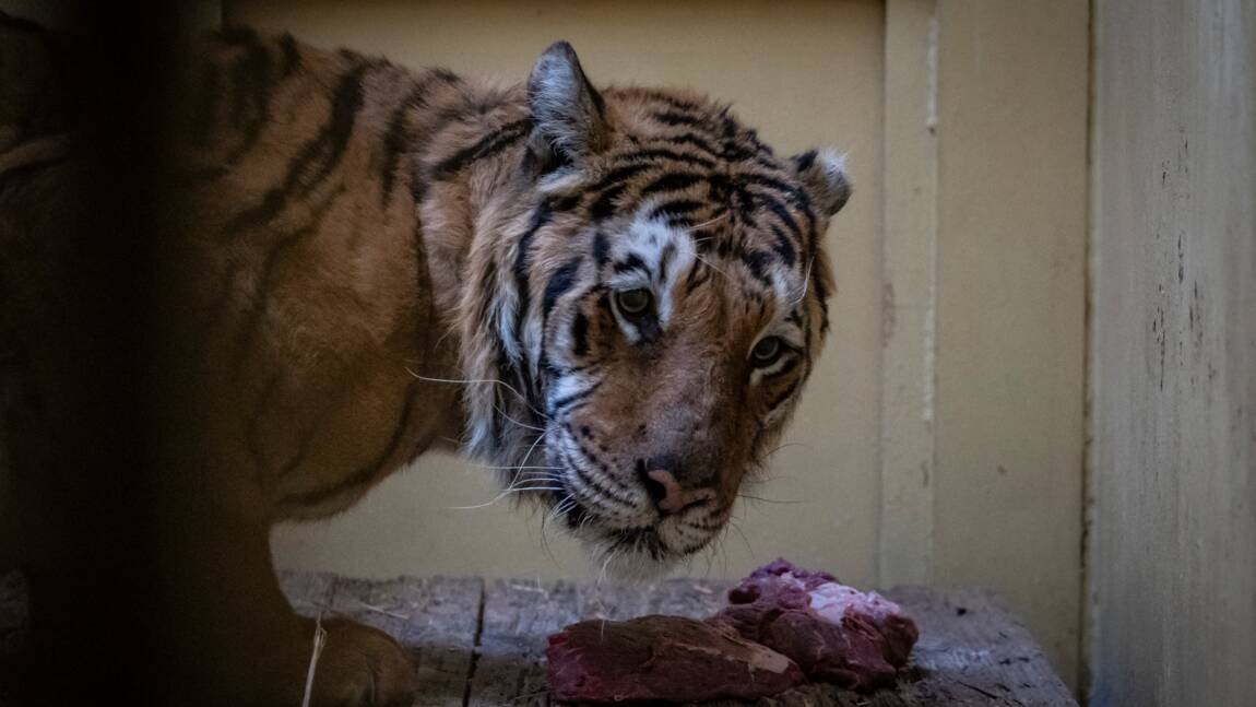 Pologne : cinq tigres rescapés seront accueillis dans un refuge en Espagne