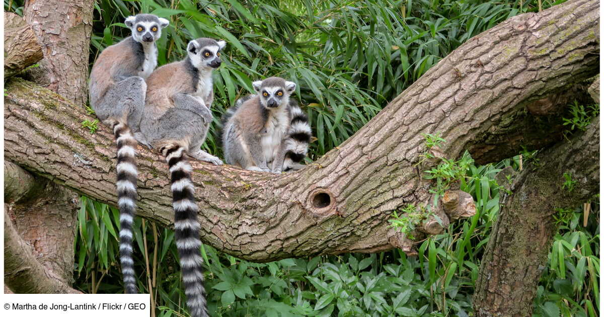 Tout Ce Que Vous Ignorez Sur Le Lemurien De Madagascar Geo Fr Tout Ce Que Vous Ignorez Sur Le Lemurien De Madagascar Geo Fr