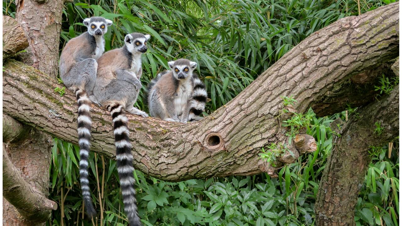 rencontre hot madagascar