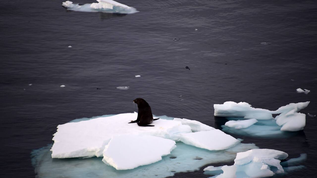 5 choses à savoir sur la faune en Antarctique